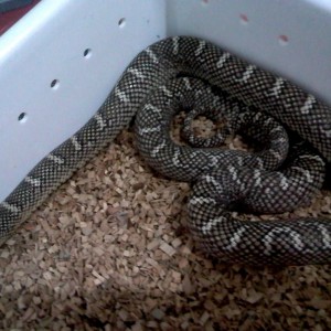 brooksi white cheek hembra