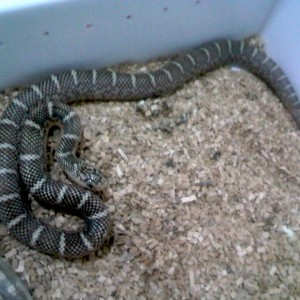 brooksi white cheek macho 2