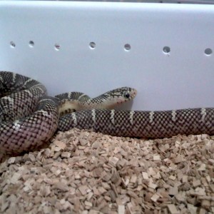 brooksi white cheek macho