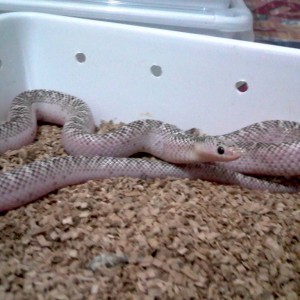 brooksi whitesided 1