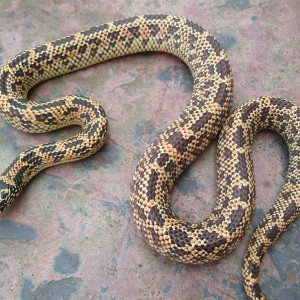 Mosaic Florida kings adult