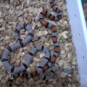 Alterna blair y Alterna alterna