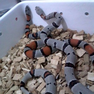 alterna blair y alterna