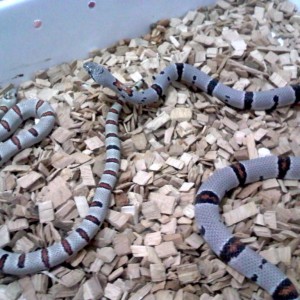 thayeri Vs alterna 1