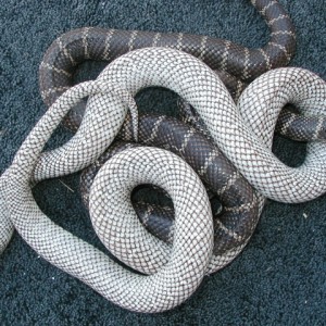 Anery vs New England axanthic