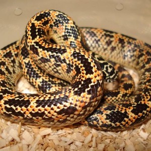 Mosaic Florida kings baby