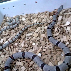 thayeri Vs alterna 2