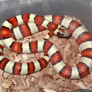 Mexicana thayeri julio'09