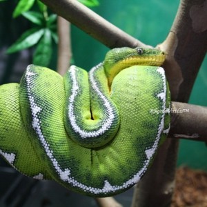 Corallus Caninus Batesii