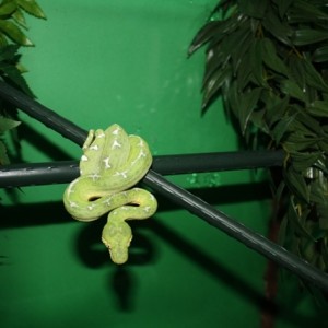 Corallus Amazon Basin