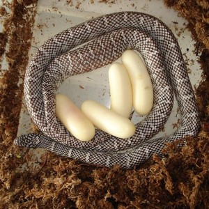 New England axanthic brooksi adult hembra