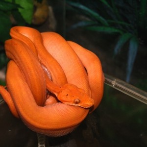 Corallus Hortulanus RED Paternless