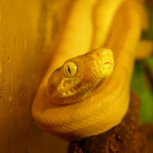 Corallus Hortulanus YELLOW Paternless
