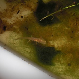 Neurergus kaiseri - Larva