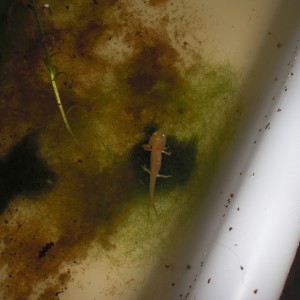 Neurergus kaiseri - Larva