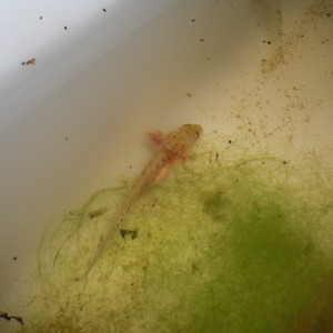 Neurergus kaiseri - Larva