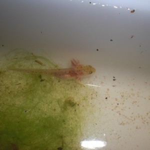 Neurergus kaiseri - Larva