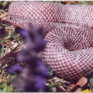New England axanthic brooksi adult macho