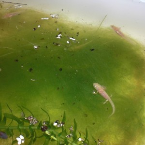 Neurergus kaiseri - Larva