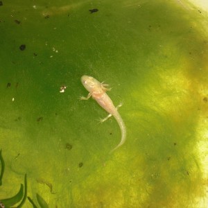 Neurergus kaiseri - Larva