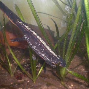 Cynops ensicauda popei