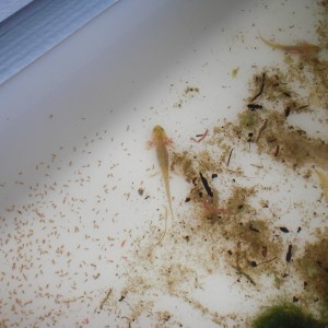 Neurergus kaiseri - Larva