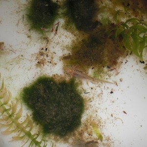 Neurergus kaiseri - Larva