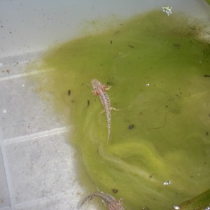 Neurergus kaiseri - Larva