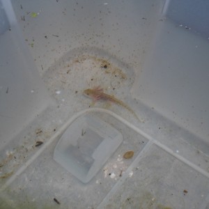 Neurergus kaiseri - Larva