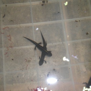 Triturus dobrogicus - Juveniles