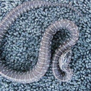 New England axanthic brooksi baby