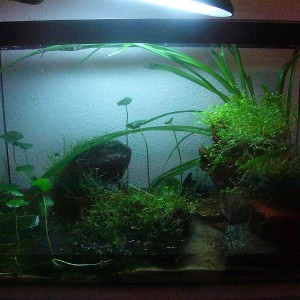 Acuaterrario de Hynobius dunni