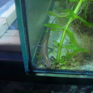 Ichthyosaura alpestris apuanus, metamorfico.