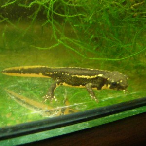 Cynops pyrrhogaster juvenil.