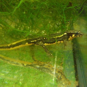 Cynops pyrrhogaster juvenil.