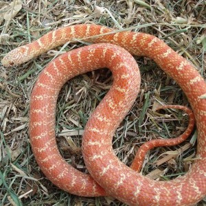 Peabino brooksi adult