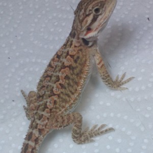 pogona