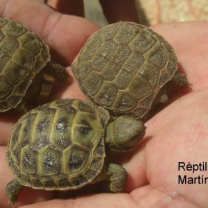 Agrionemys Horsfieldii