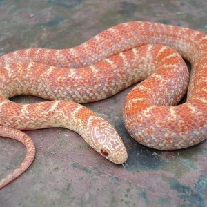 Peabino brooksi baby