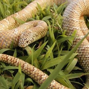 Peanut Butter Brooks adult