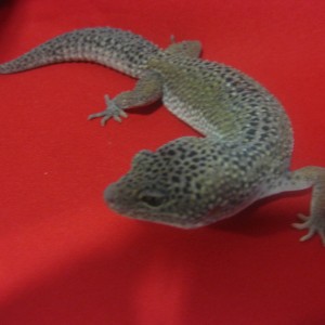 Snow enigma het raptor