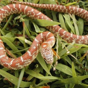 Peanut Butter Brooks baby