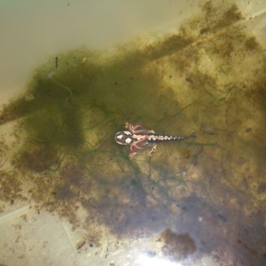 Neurergus kaiseri - Larva