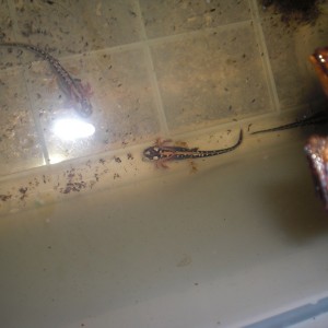 Neurergus kaiseri - Larva