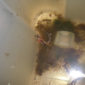 Neurergus kaiseri - Larva