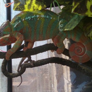 RAINBOW - Furcifer Pardalis ambilobe