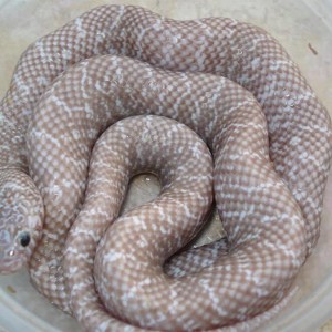 Pewter brooksi adult