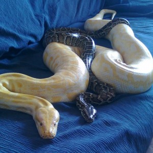 VENON & WHITE SNAKE - PITON MOLURUS NOMINAL Y ALBINA