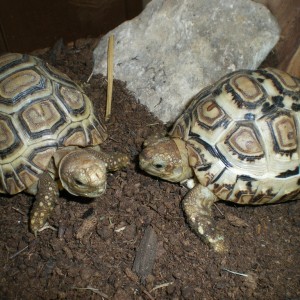 Pardalis vs Carbonarias, espero que os gusten.