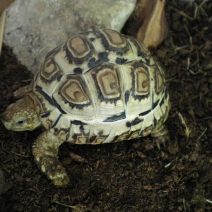 Pardalis vs Carbonarias.